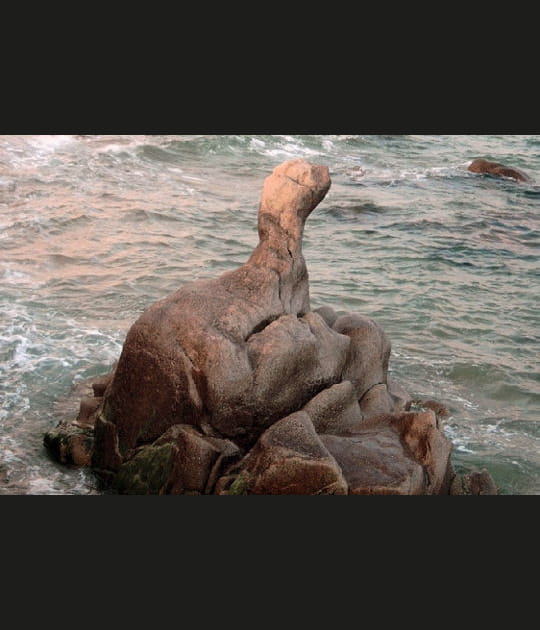 Le phoque