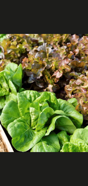 Arracher les l&eacute;gumes mont&eacute;s en graines