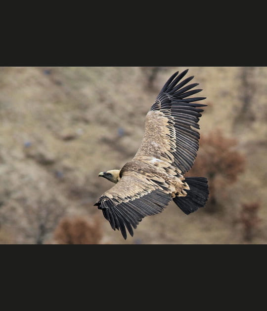 Vautour en plein vol