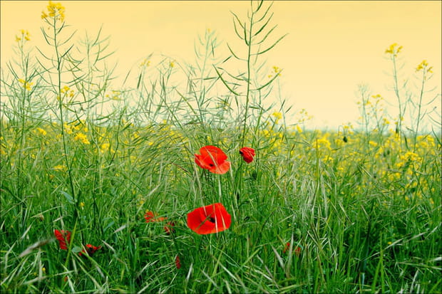 Fleurs des champs à Chalons-en-Champagne