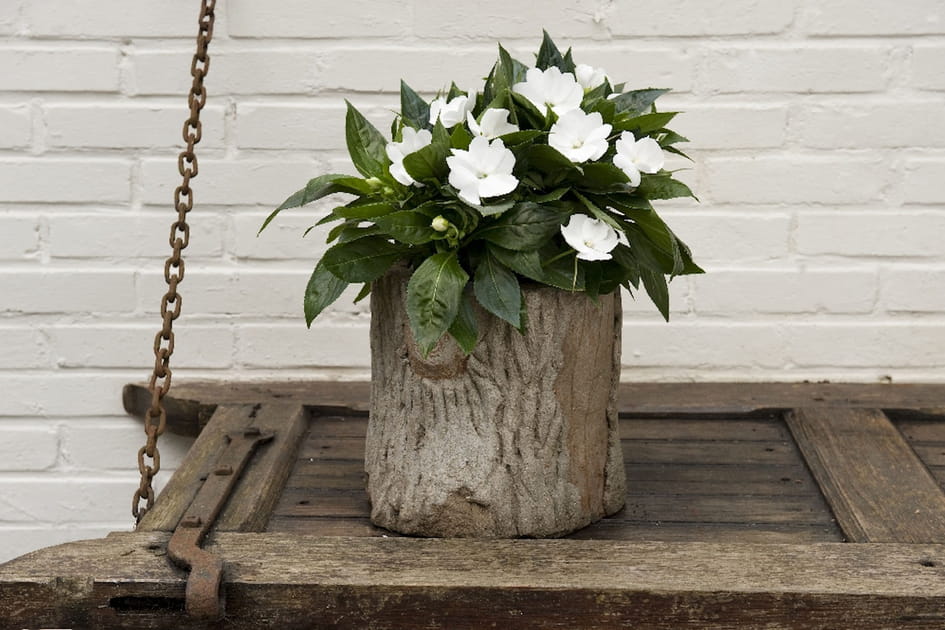 Des impatiens pour cr&eacute;er un joli massif d'&eacute;t&eacute;