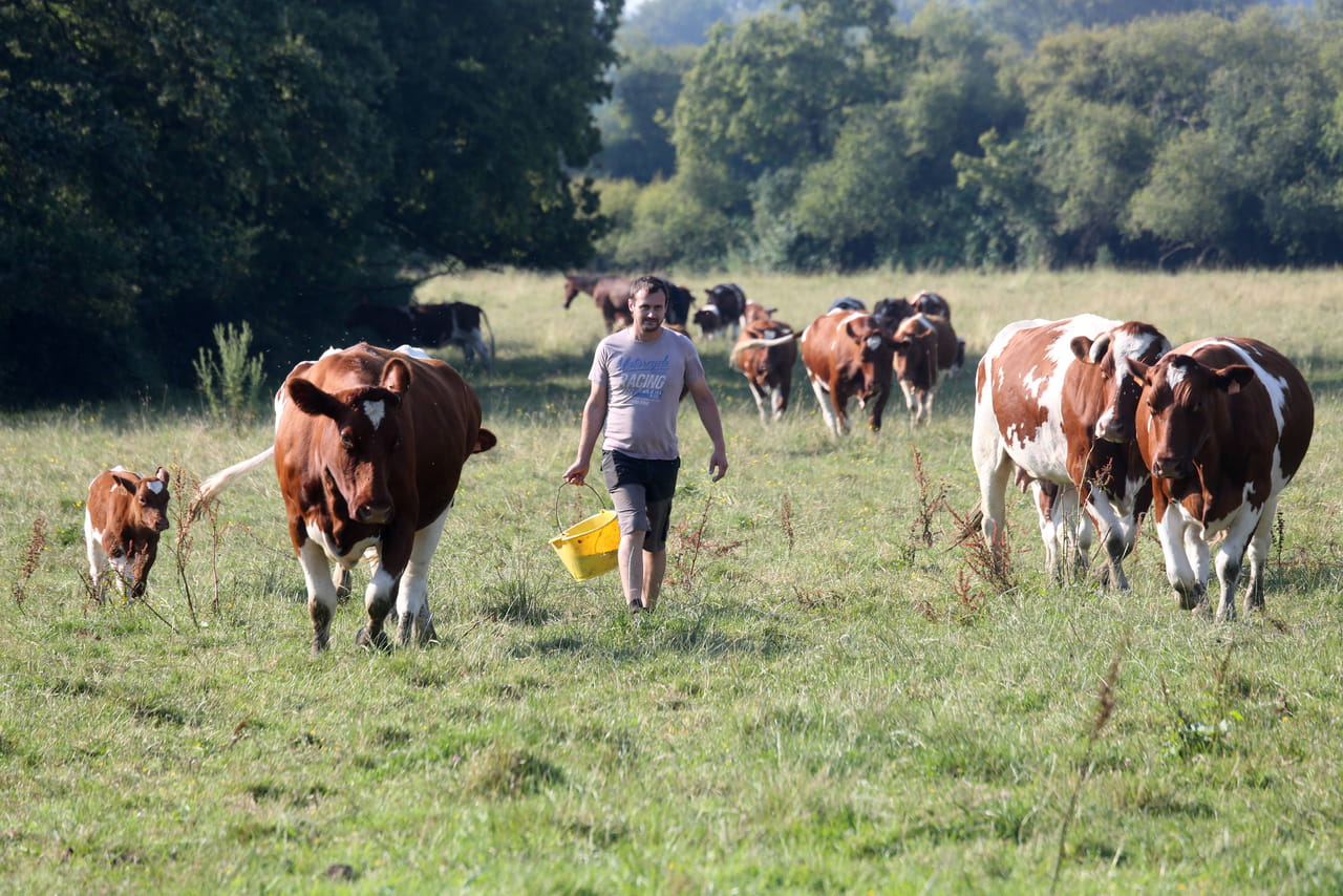 Bretagne. Cette invention franÃ§aise placÃ©e sur les vaches leur fait faire plus de lait, il y...