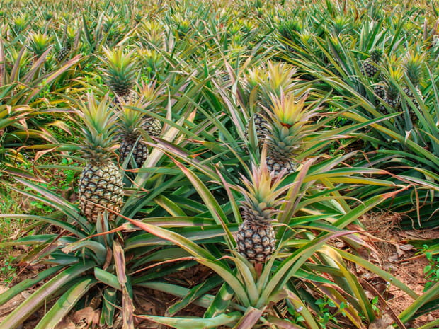 Martinique : l'île aux fleurs... et aux ananas