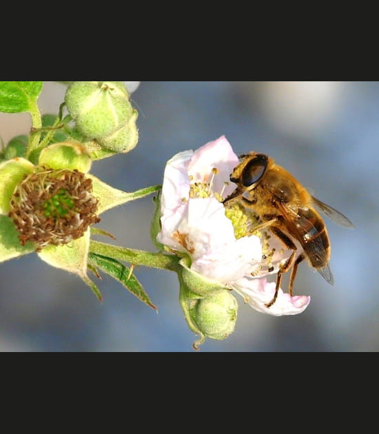 Abeille en plein travail