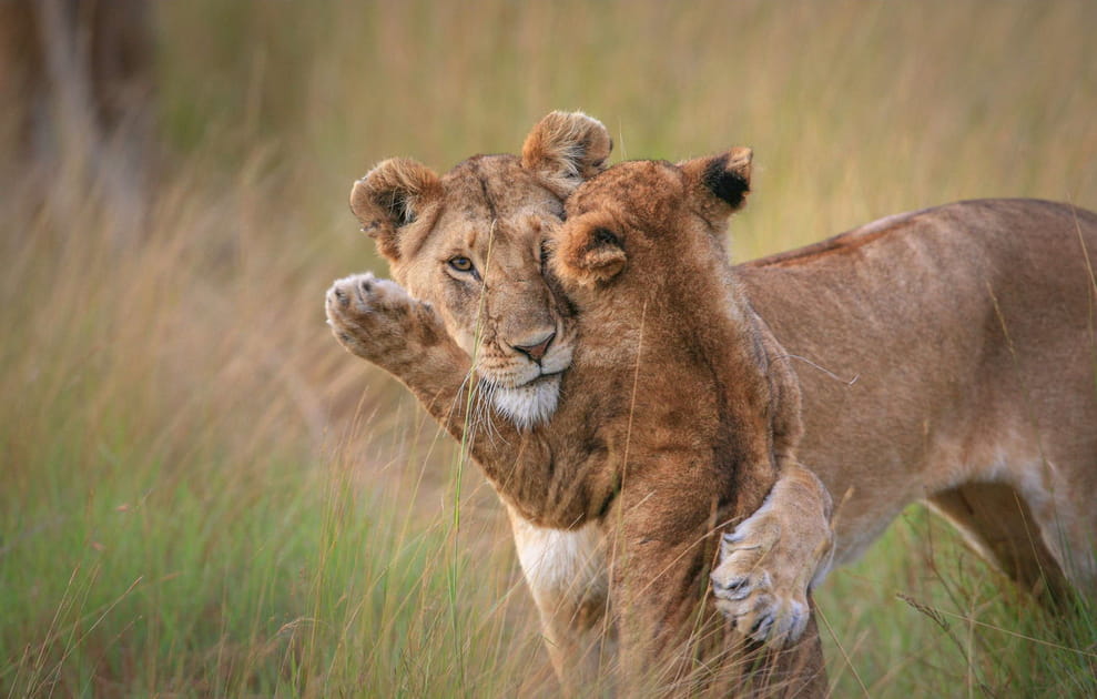 Lionne protectrice
