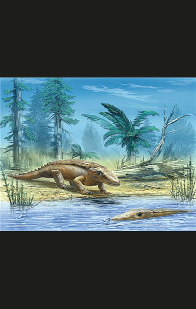 Un lointain anc&ecirc;tre des alligators&nbsp;?