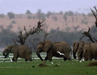 Great Migrations : Combattre pour survivre