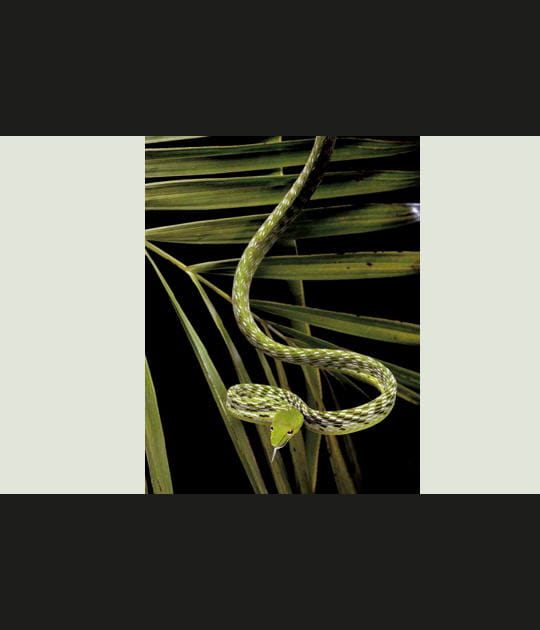 Le serpent liane