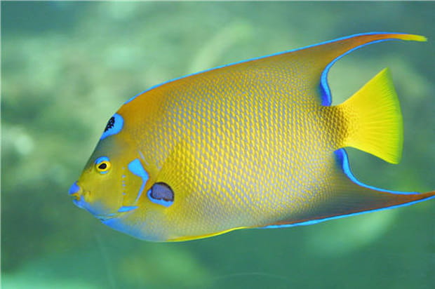 Holacanthus ciliaris