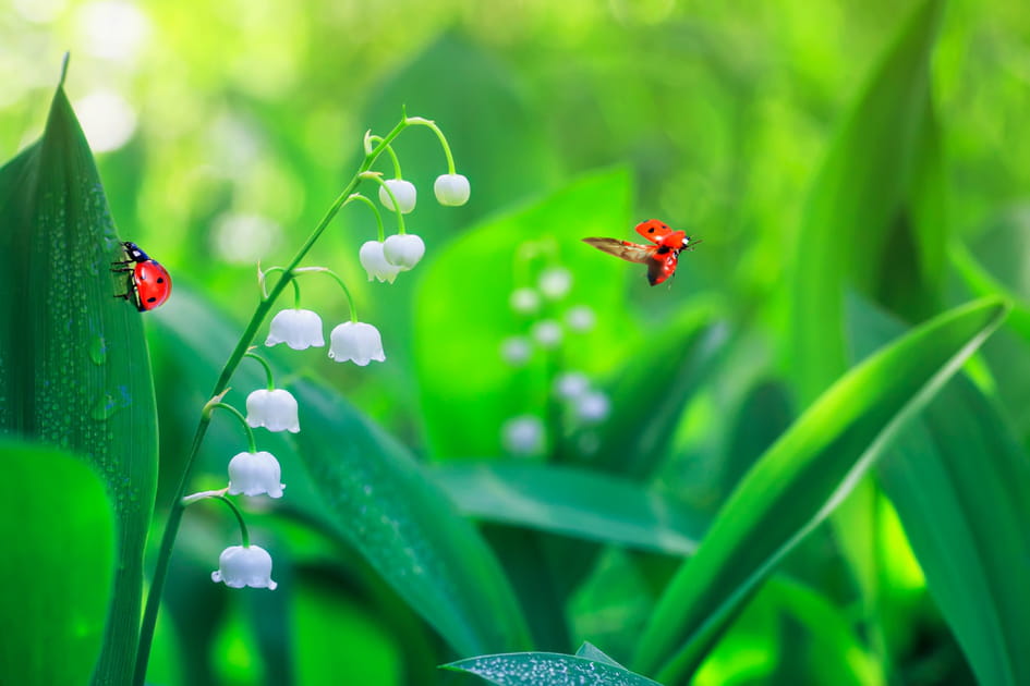 Les plus belles photos de muguet &agrave; envoyer &agrave; vos proches pour le 1er mai