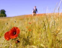 Les secrets des fleurs sauvages : Des prés et des champs