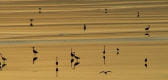 oiseau