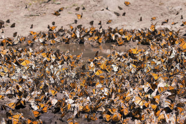 Ces destinations sont littéralement envahies par les animaux : Sierra Chincua au Mexique