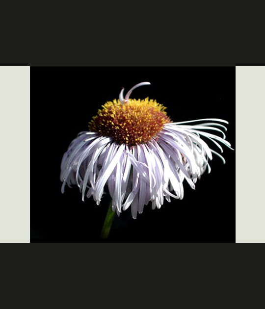 Vieil aster