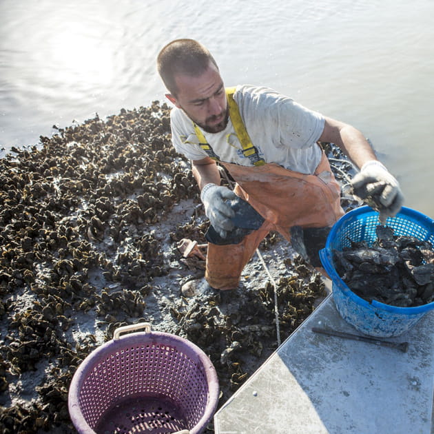 Hectare de r&eacute;cif d'hu&icirc;tres : 6 430 euros