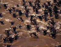 Migration sauvage : L'accouchement des gnous