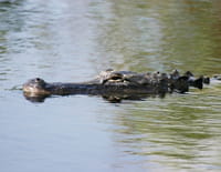 Les bébés babillent : Great White Shark, Cheetah, Alligator