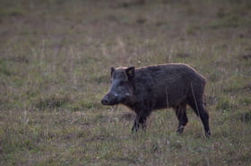 Haute-Garonne. &quot;Heureusement qu'il y a des marches&nbsp;!&quot; Un sanglier entre dans le jardin et panique, le drame est &eacute;vit&eacute; in extremis