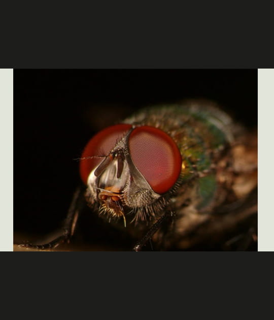 La mouche