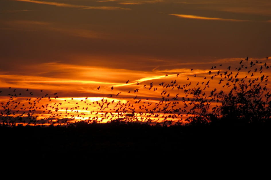 Le soleil noir (&quot;sort sol&quot;)