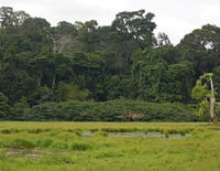 Les mondes inondés : Loango : le joyau de l'Afrique