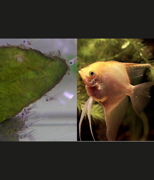 Mini poisson deviendra grand