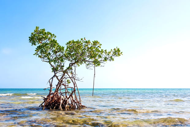 La mangrove des Keys
