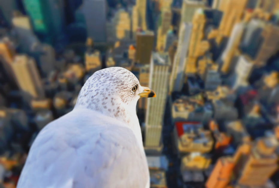 Du haut des cimes de New York