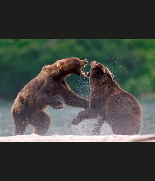 La guerre des ours bruns
