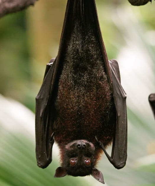 Ebola, via les chauves-souris