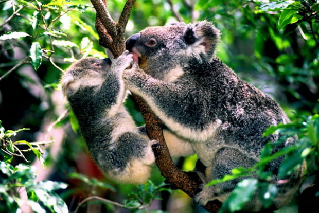 Ces animaux sur leur arbre perchés