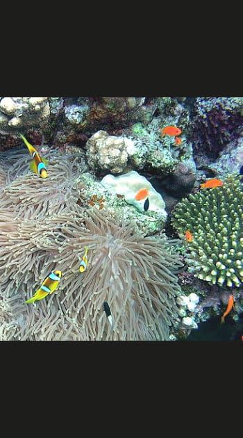 Le corail et l'an&eacute;mone
