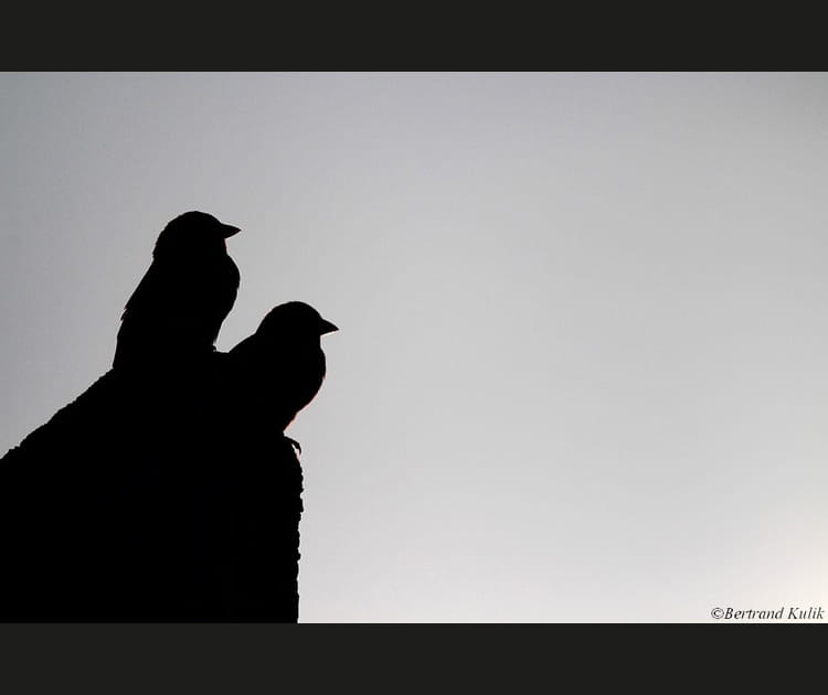 L'image du mois d'octobre 2016