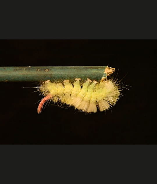 Chenille de Pudibonde