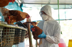 Grippe aviaire chez l'homme&nbsp;: une personne est d&eacute;c&eacute;d&eacute;e aux &Eacute;tats-Unis, ce que l'on sait du virus