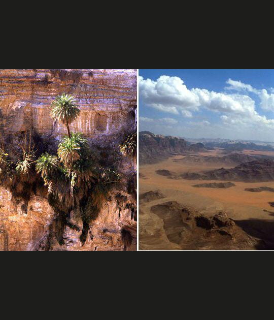 Les palmiers et Wadi Ramm