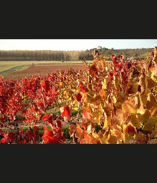 Coteaux du Layon