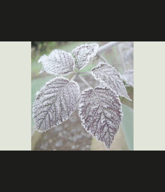 Feuilles givr&eacute;es