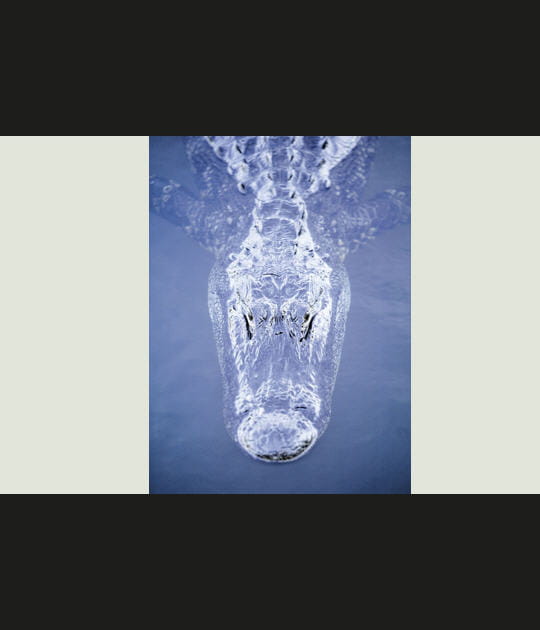 Bleu comme un crocodile
