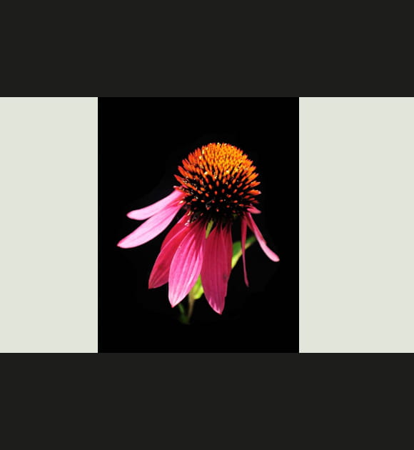 Echinacea