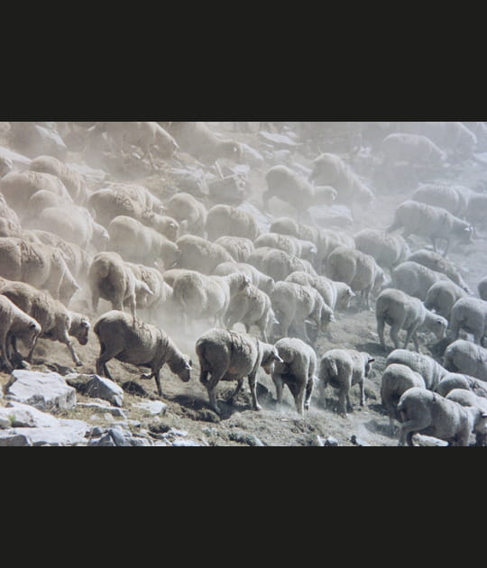 Transhumance