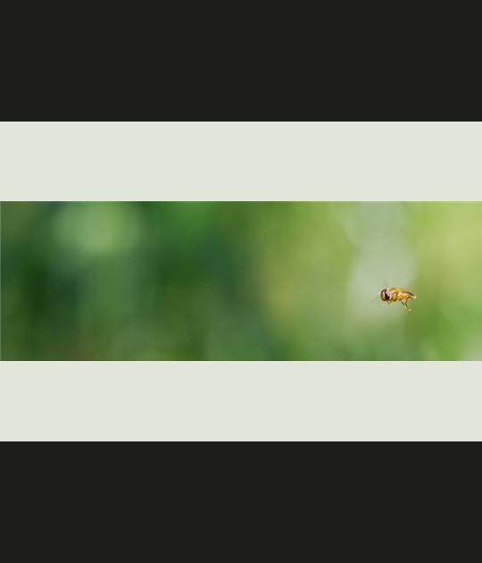 Bzzzz&nbsp;!