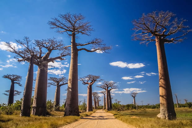 Madagascar, la nature à l'honneur