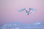 harfang des neiges