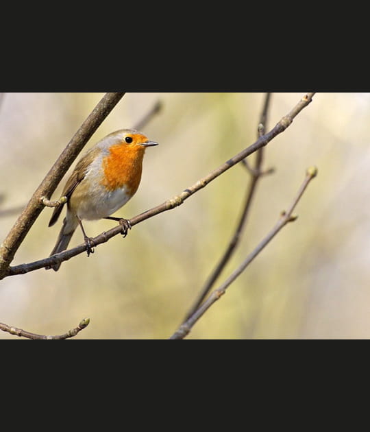 Rouge-gorge