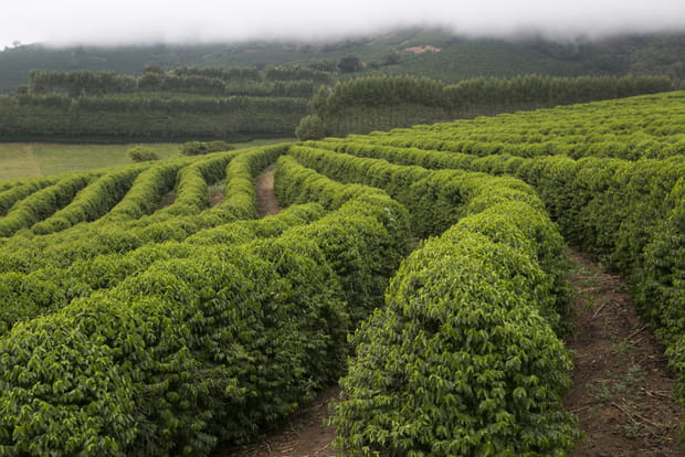 Le Brésil, premier producteur mondial de café