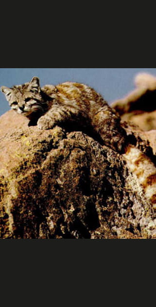 Le chat des Andes