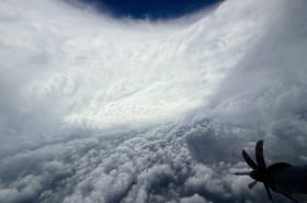 Les oiseaux &quot;tombent du ciel&quot;&nbsp;: l'ouragan M&eacute;lissa est devenu un pi&egrave;ge mortel pour des milliers de volatiles