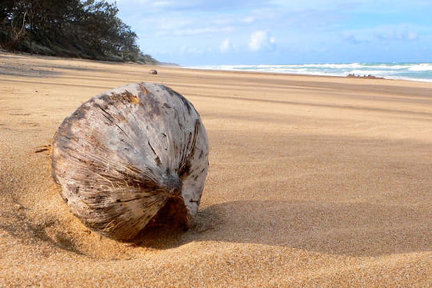 Comme une noix de coco sur le sable