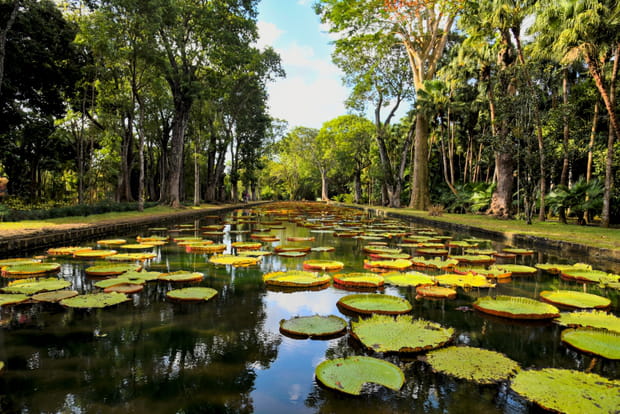 Ces spots inoubliables ou surprenants de l'Ile Maurice : Jardin de Pamplemousses